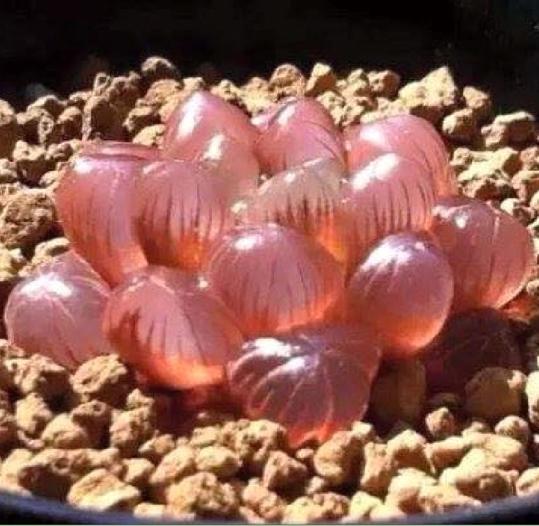 Hạt giống  sen đá kim cương ( sen đá ngọc 200 hạt )