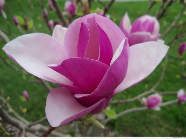 CÂY GIỐNG HOA MỘC LAN (MỚI)