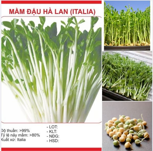 Hạt giống mầm đậu hà lan - Gói 50gram