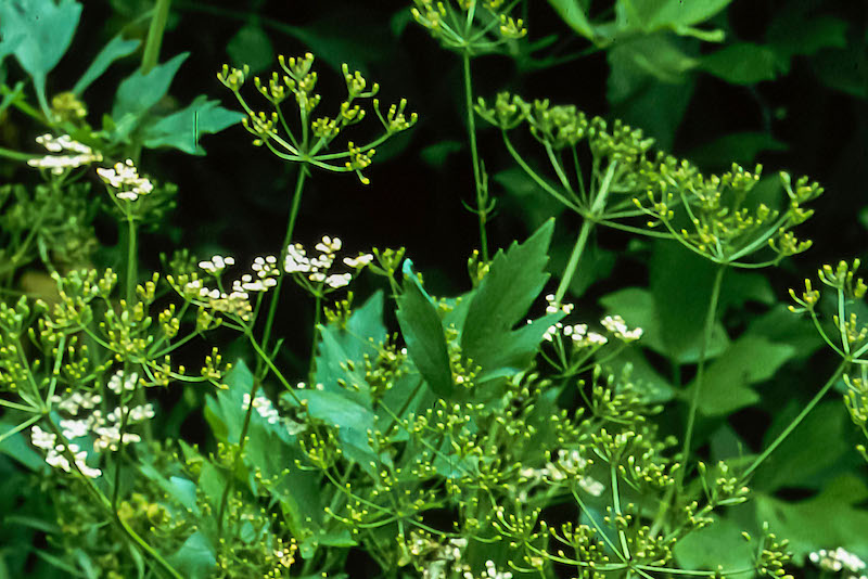 Gói 50  hạt giống Tiểu Hồi Anise
