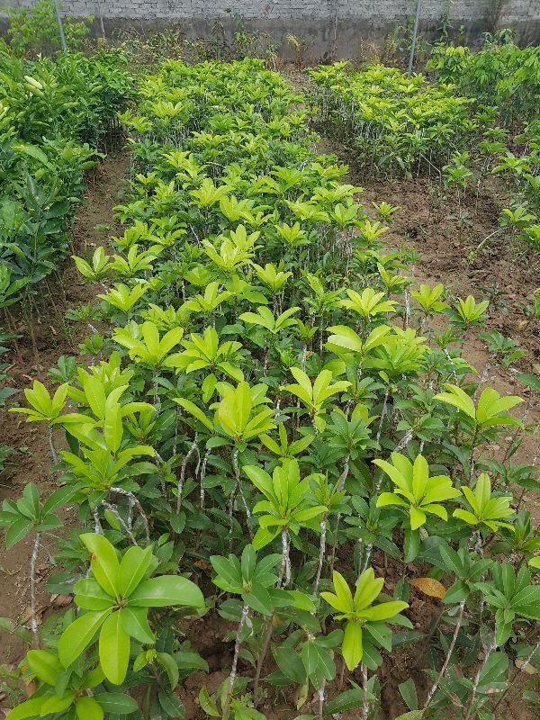 Combo 10 cây hồng xiêm xoài