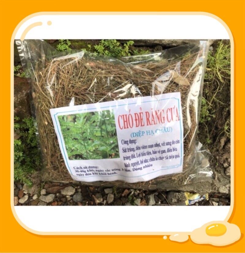 1kg Cây Diệp hạ châu khô