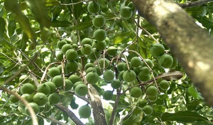 CÂY GIỐNG SẤU CHÙM, SẤU ĂN QỦA