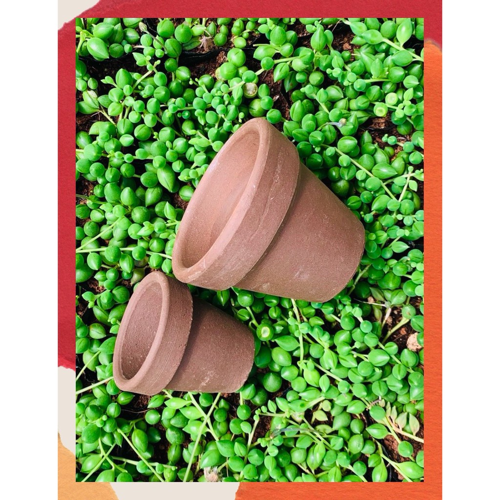CHẬU ĐẤT NUNG ĐEN 🎁 SIÊU PHẨM TRỒNG SEN ĐÁ 🎁