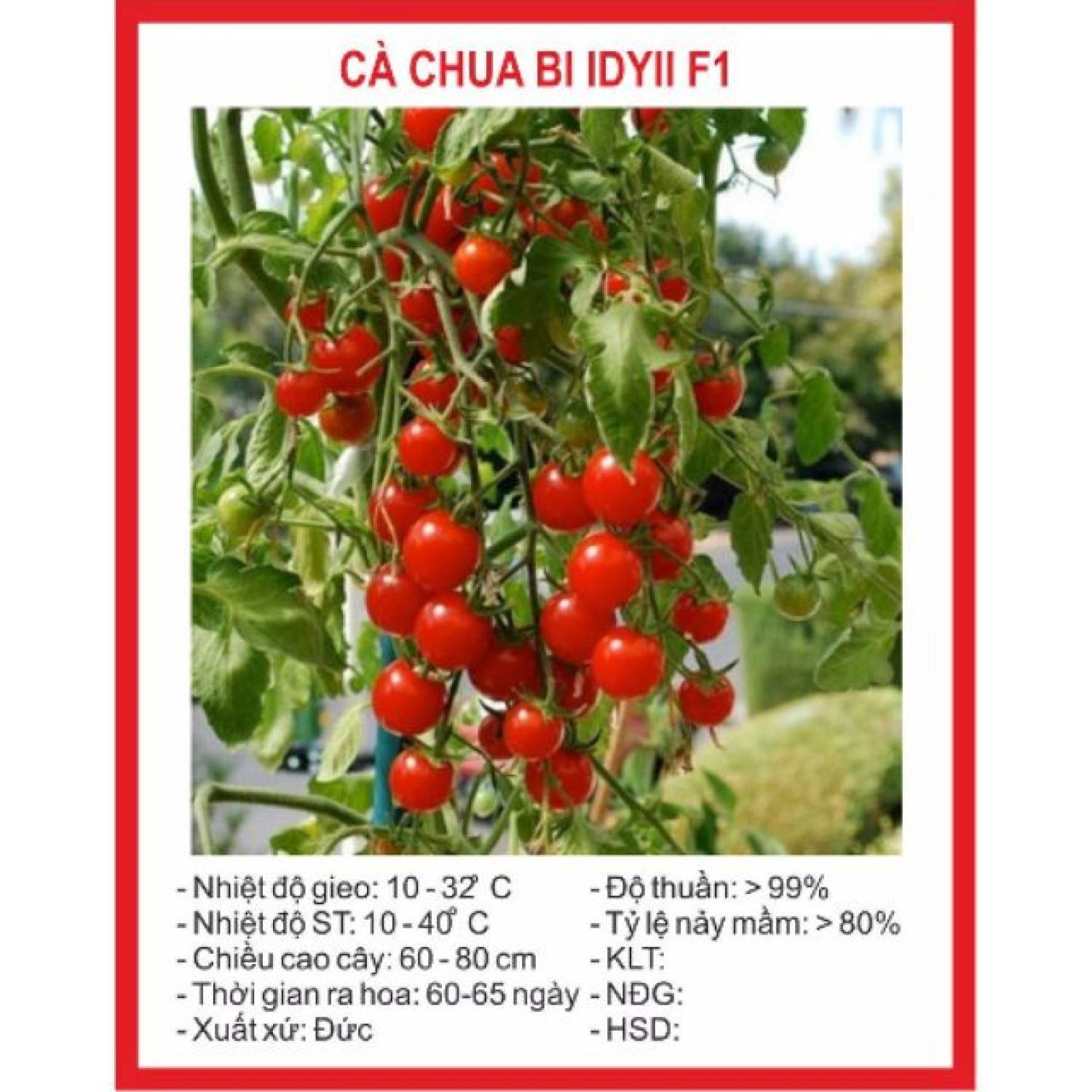 Ma135 gói hạt giống cà chua bi chùm 20 hạt
