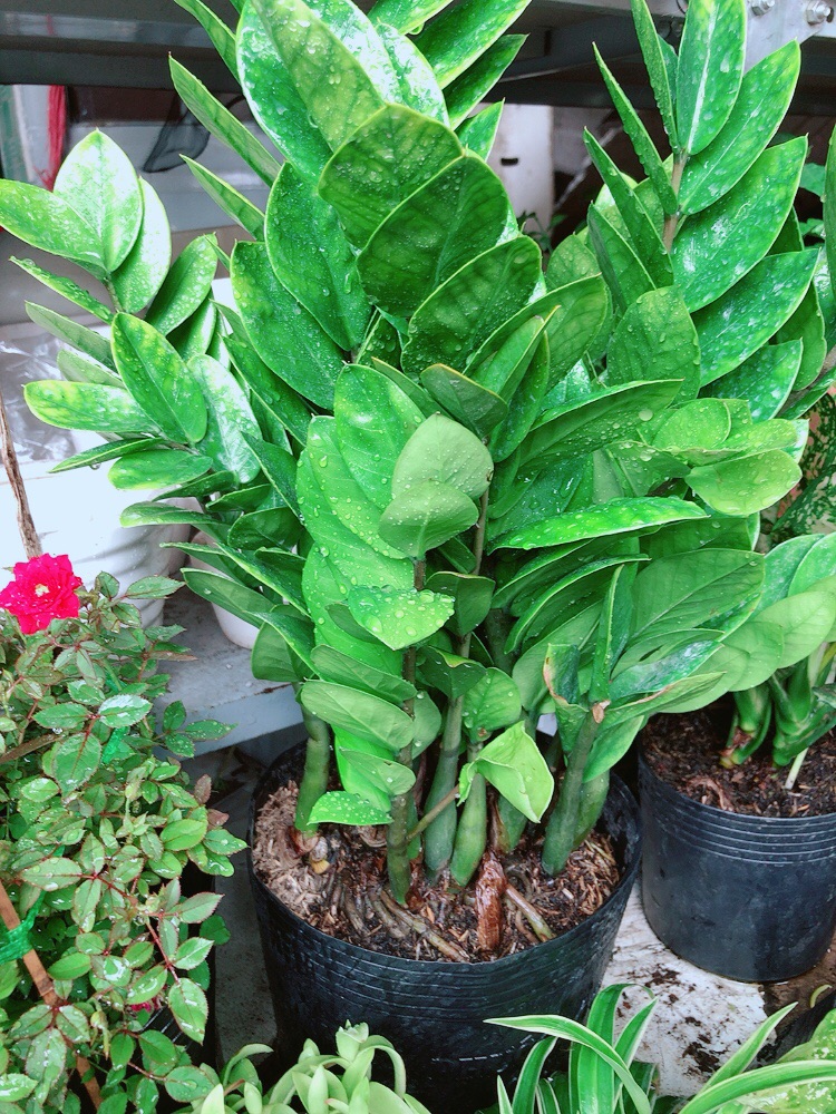 [HCM]Chậu kim tiền size lớn