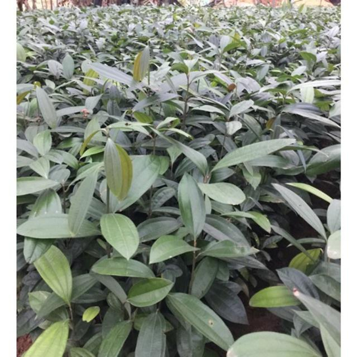 Cây quế giống mua 3 tặng 1 cây bất kì
