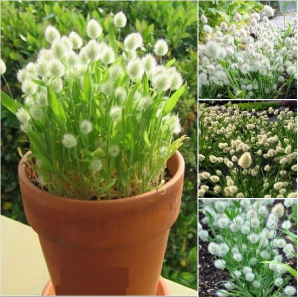 Rabbit Tail Grass Seeds (1 Pack of 100 Seeds)