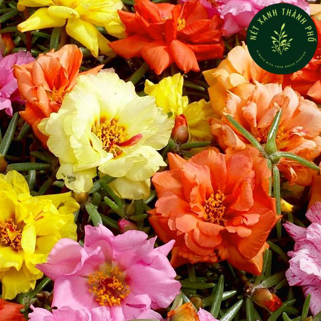 [GIAO HÀNG 2 GIỜ] Hạt giống hoa mười giờ nhiều màu dễ trồng