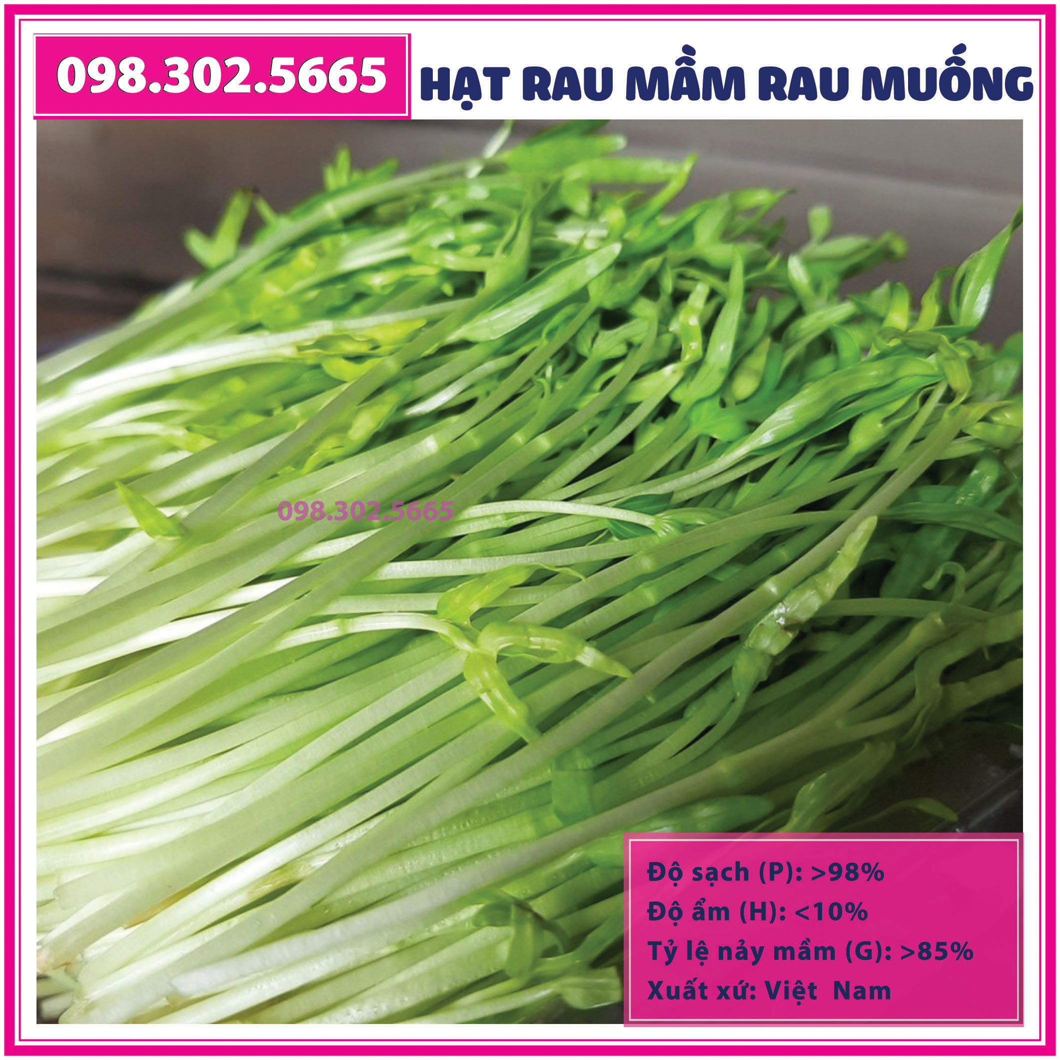 Hạt rau mầm rau muống - gói 100g - hạt đều đẹp, nảy mầm đồng đều