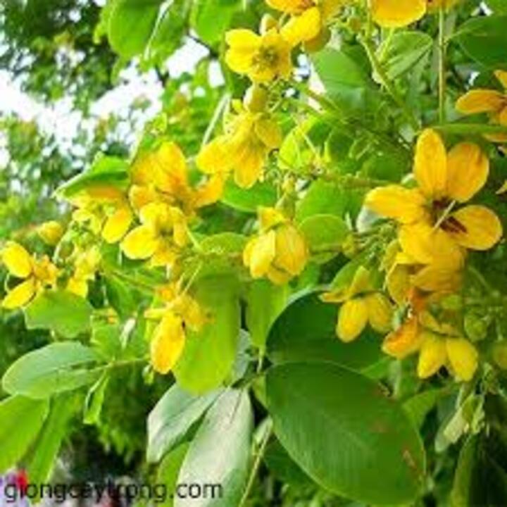 COM BO 3 CÂY GIỐNG MUỒNG LÁ LẠC