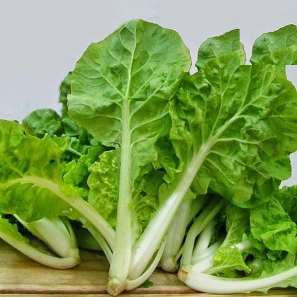 Hạt Giống Cải Bẹ Dún - Gói 10gram