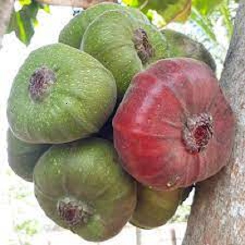 combo 02 Cây Vả Mật Giống 30cm