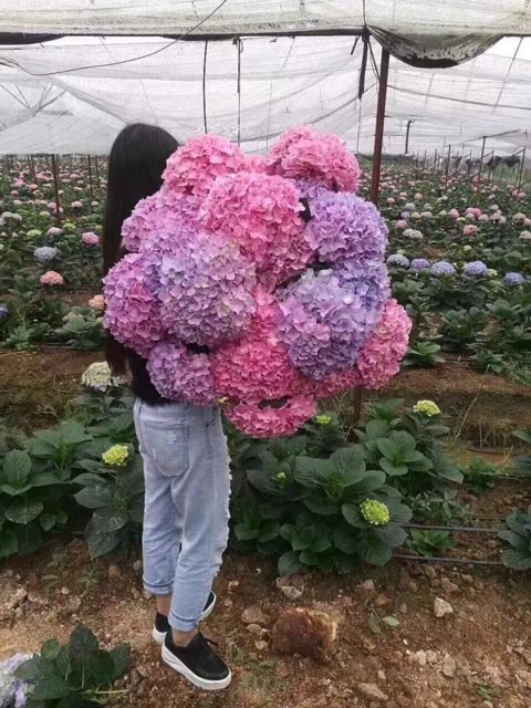 CÂY GIỐNG CẨM TÚ CẦU