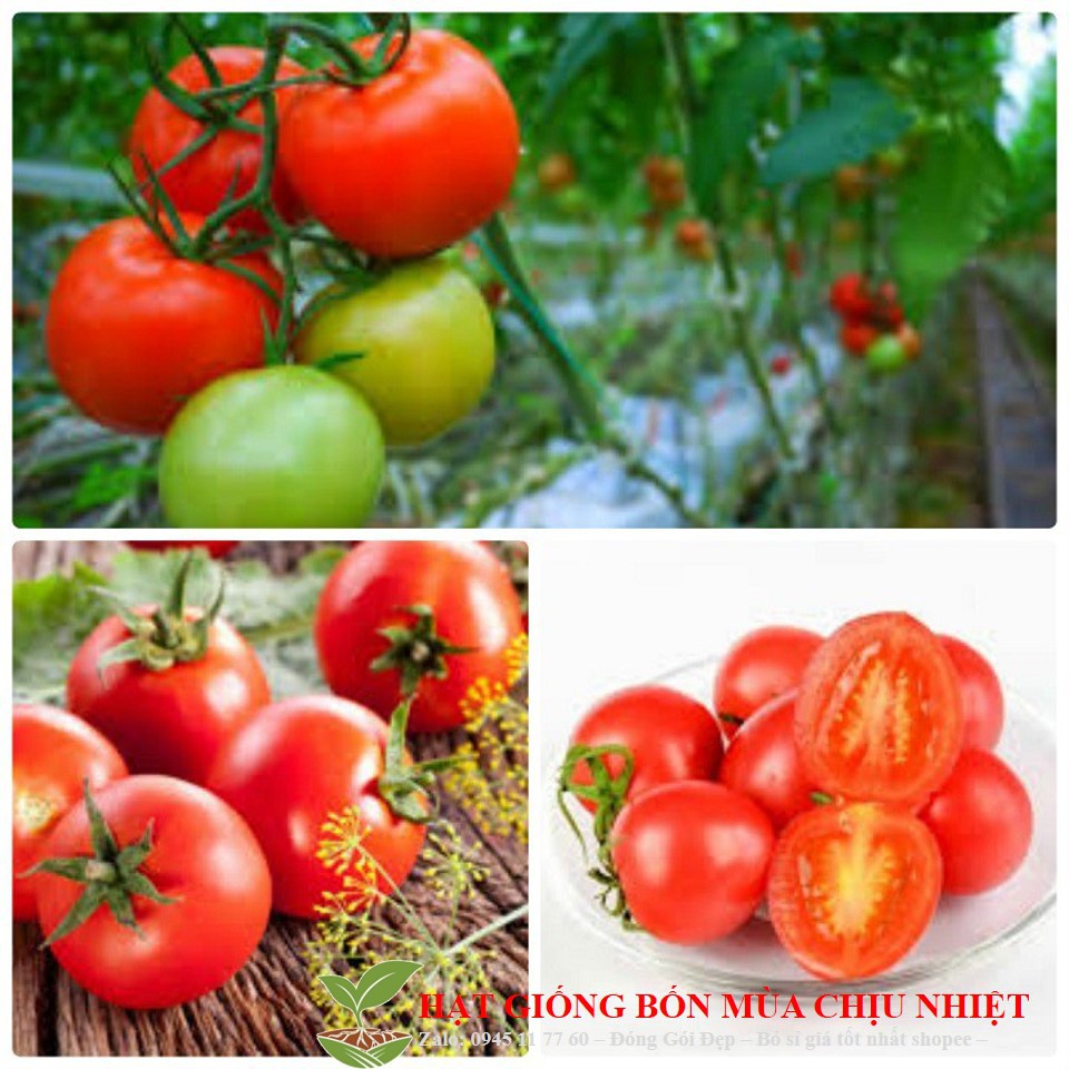 MJ12E Hạt Giống Cà Chua Chịu Nhiệt Smile 30 Hạt