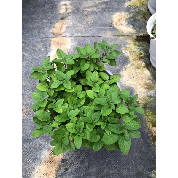 Cây oregano - gia vị pizza, mỳ ý - rau kinh giới cay, lá thơm