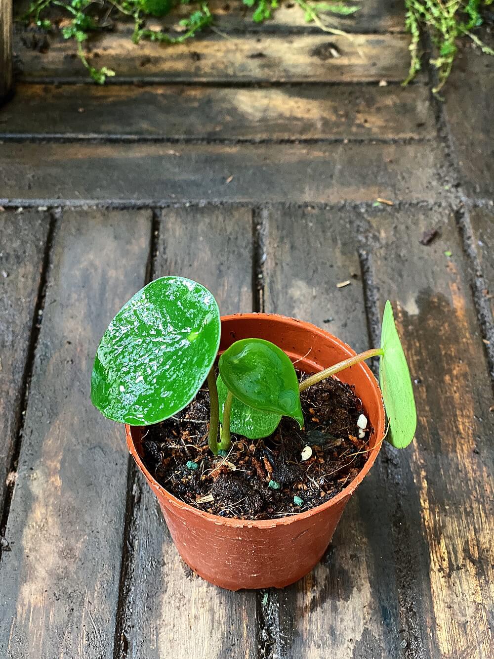 Cây Peperomia polybotrya Raindrop (Cây Giọt Mưa) chậu nhựa