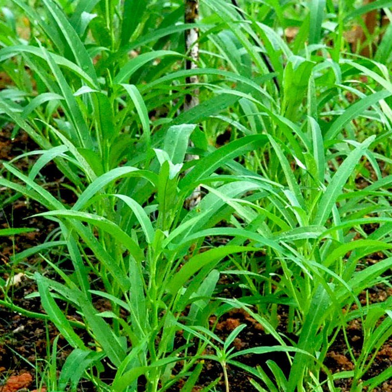 hạt giống Rau muống lá tre