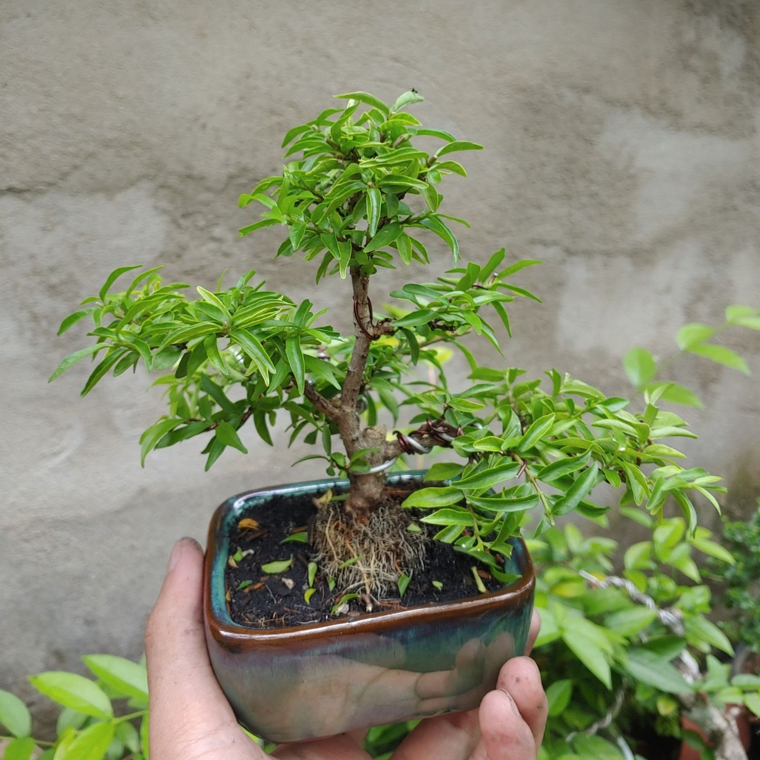 Mai chiếu thủy bonsai mini SIÊU BÔNG TẶNG CHẬU