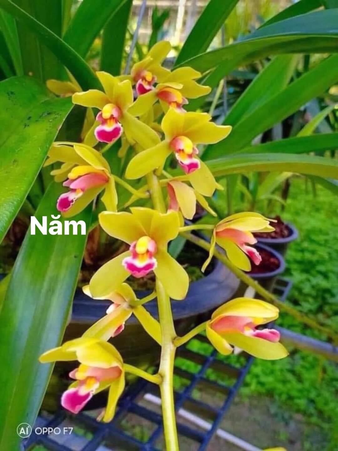 Hoa Lan kiếm Thái(1 cây)