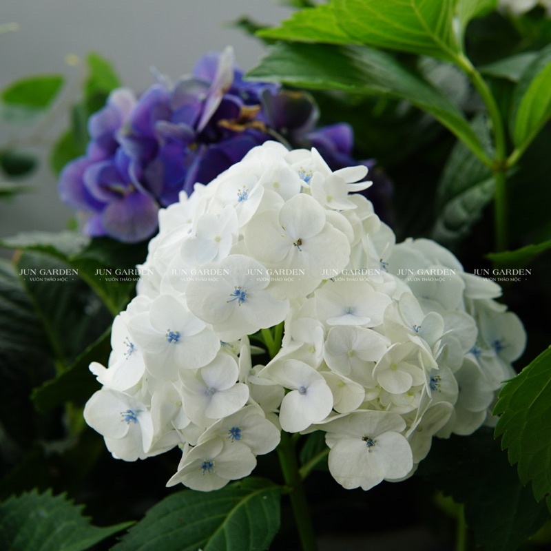 Cẩm Tú Cầu JUN GARDEN Đà Lạt Cây Khoẻ Dễ Sai Hoa