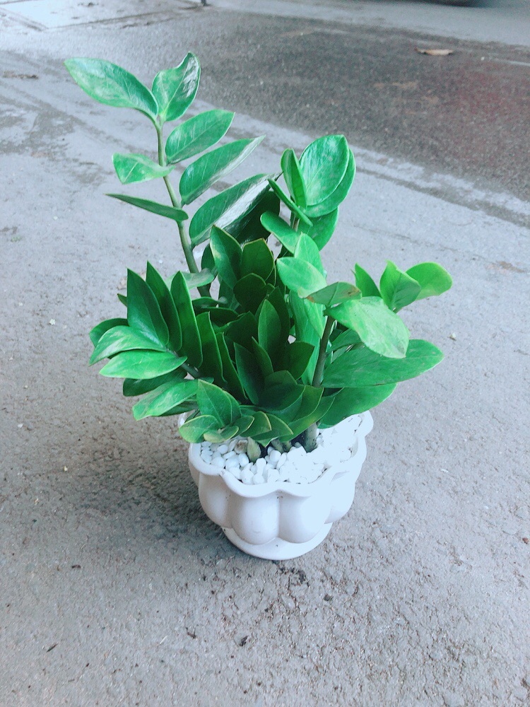 [HCM]Chậu Kim Tiền