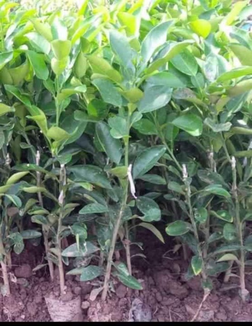 Bưởi đỏ tiến vua