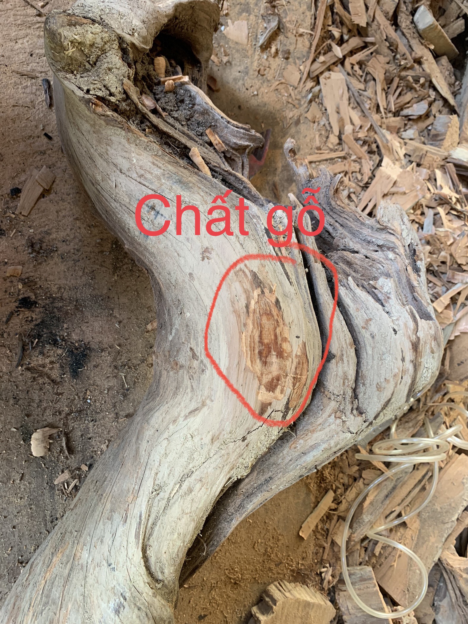 lũa gỗ thơm ngọc am đỏ hà giang