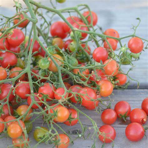 Hạt Giống Cà Chua Bi Rừng - ( Cà Chua Bi Dại - Gói 20 Hạt) - Dễ Trồng