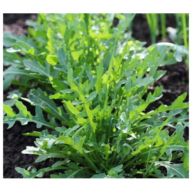 [Seed] Hạt giống rau thơm Wild Rocket RD930, đóng gói 1gr