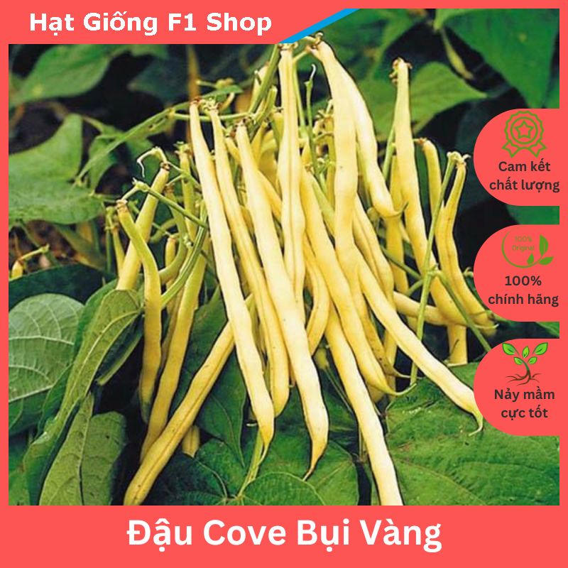 Hạt Giống Đậu Cove Bụi Vàng Ngon Ngọt