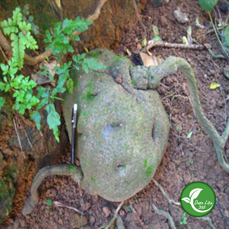 Củ bình vôi khô thái lát (1KG) - DL163