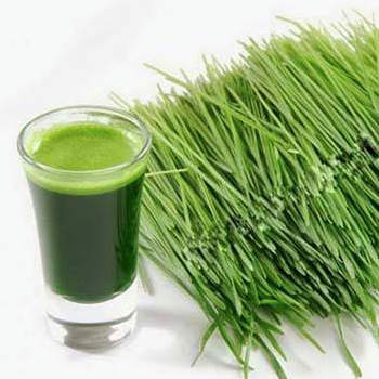 HỘP LỚN - Bột Lúa Mạch Non Grass Barley Nhật Bản