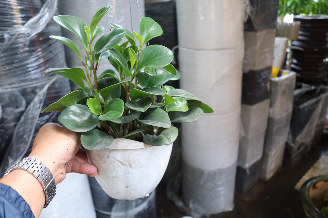 Chậu treo cây Trường Sinh