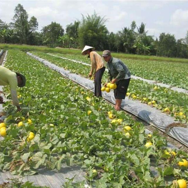 Sale Combo 3 gói Hạt giống dưa lê kim cô nương