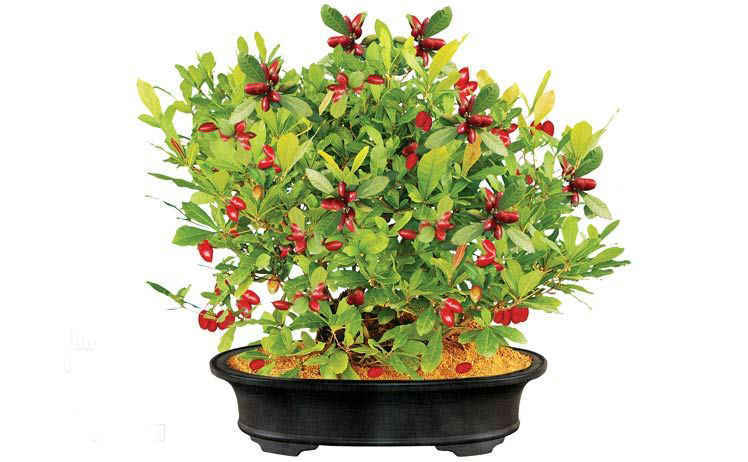 Cây thần kì - Cây ăn quả độc đáo mang lại sự thích thú khi sử dụng