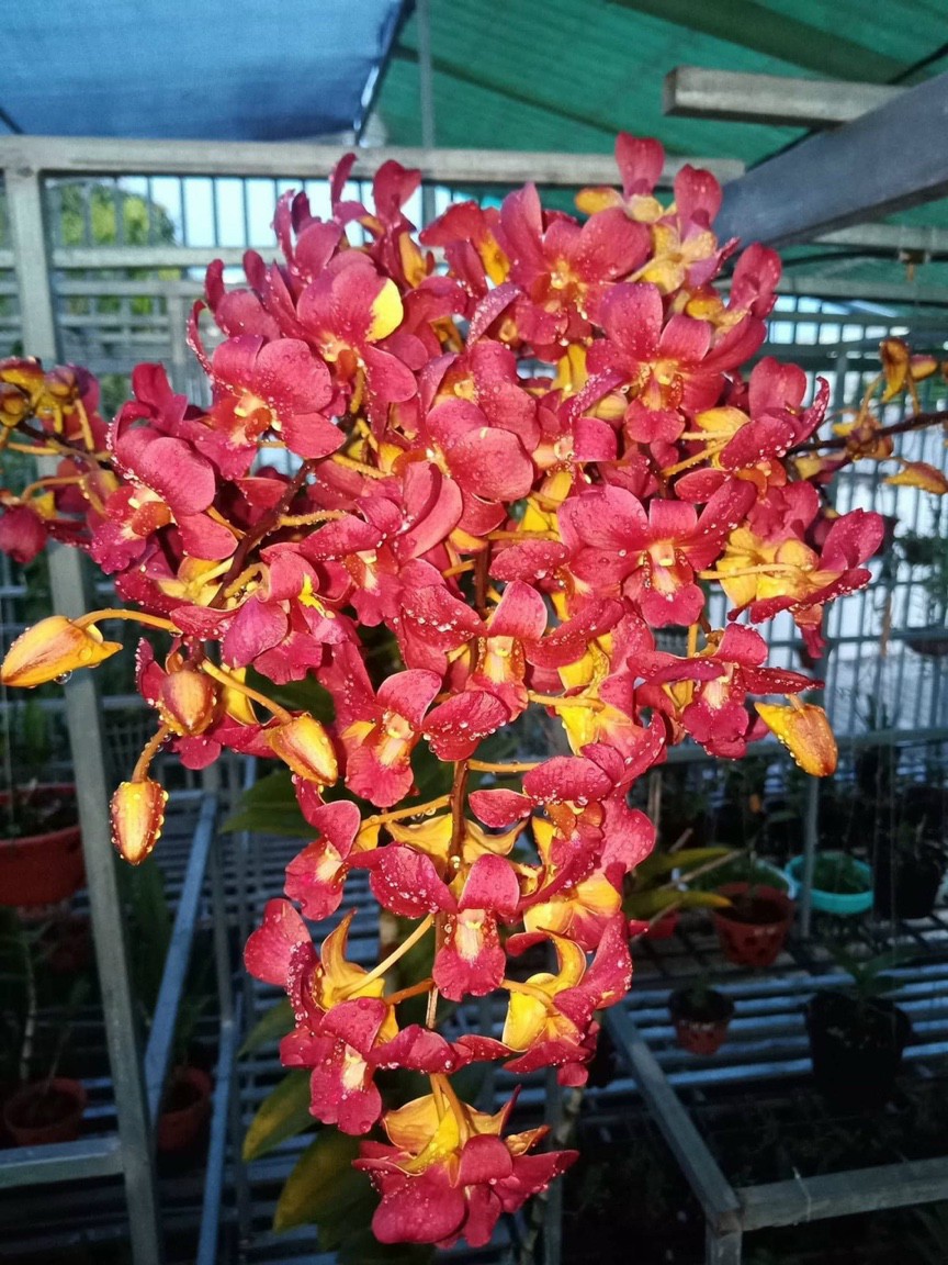 Hoa lan chớp vàng đỏ 5%