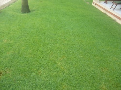 Hạt giống cỏ nhung Nhật - Gói 50 Gram (nửa lạng)