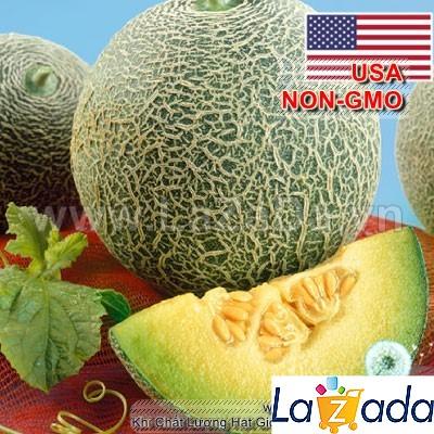 20h Hạt Giống Dưa Lưới Ruột Xanh USA (B3.403| A3*V43*M302)