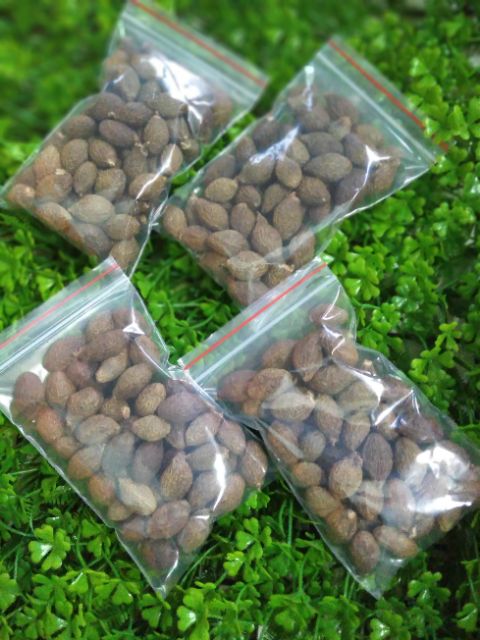 {100G }HẠT ƯƠI BAY RỪNG LOẠI NGON