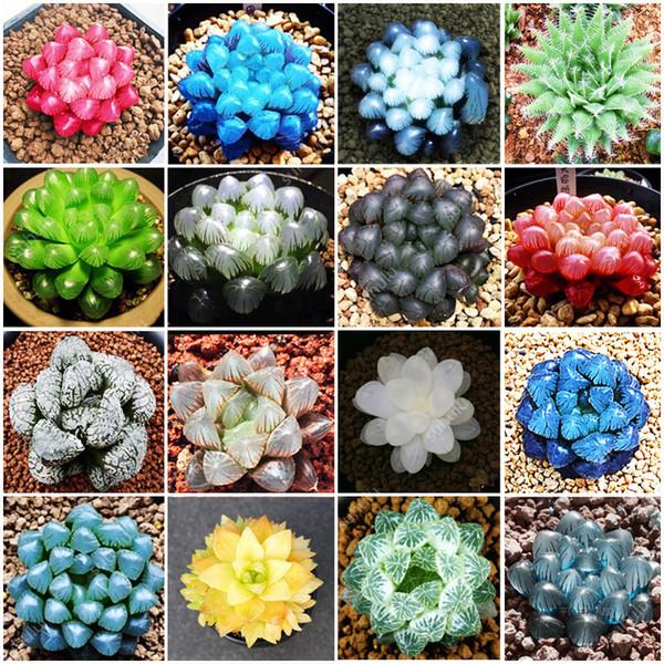 [Mới] - Hạt giống sen đá kim cương mix  giá rẻ
