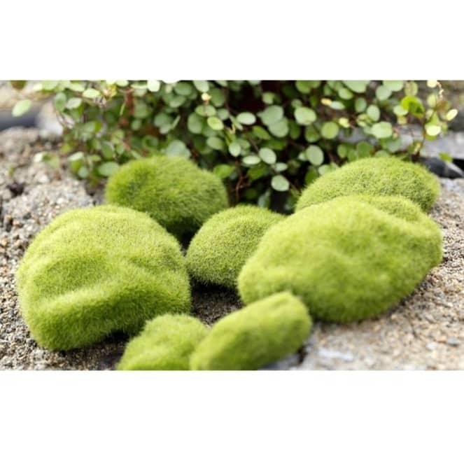 [HCM]Phụ kiện tiểu cảnh - rong rêu trang trí terrarium cây cảnh mini cây để bàn