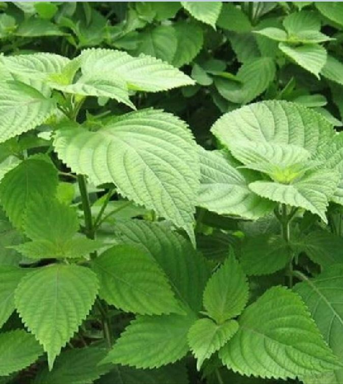 Hạt Giống Rau Kinh Giới - 2gram/gói - VTNN2