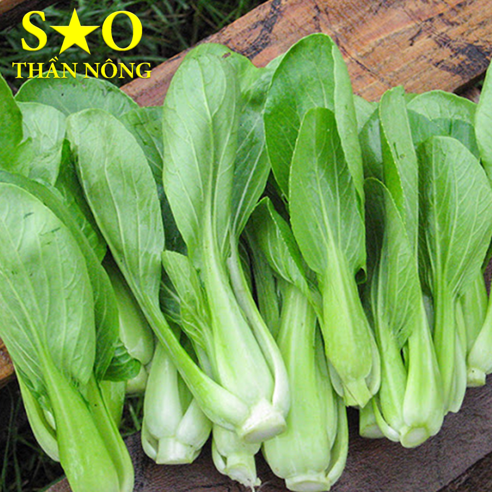 Hạt giống cải chíp 5g cao sản