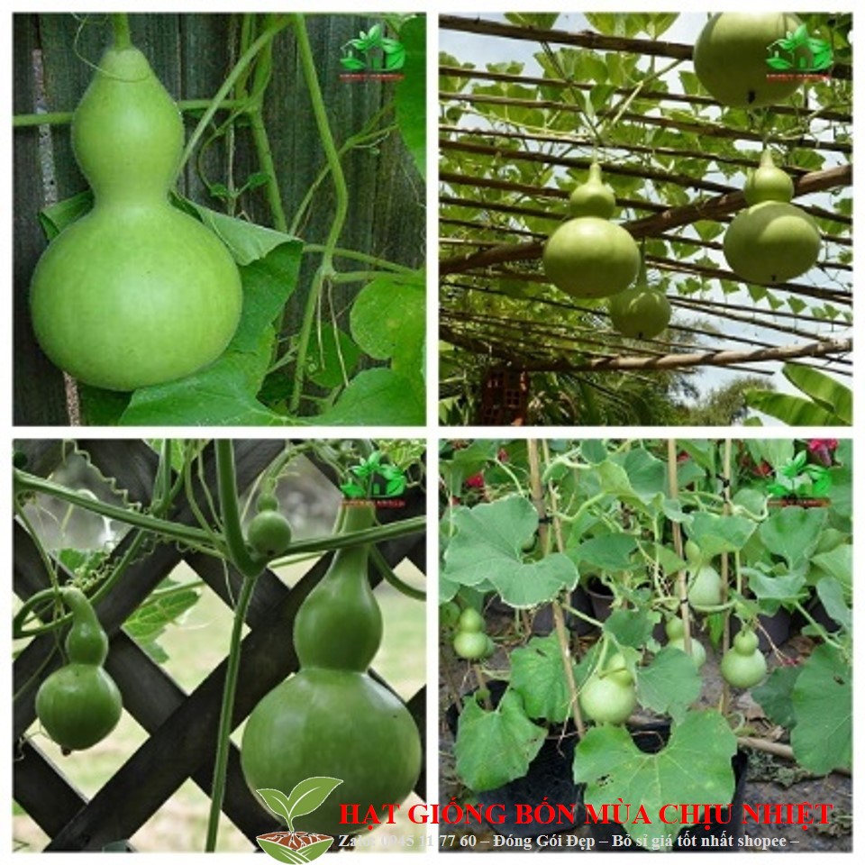 MJ33 GÓI 5 HẠT GIỐNG BẦU HỒ LÔ