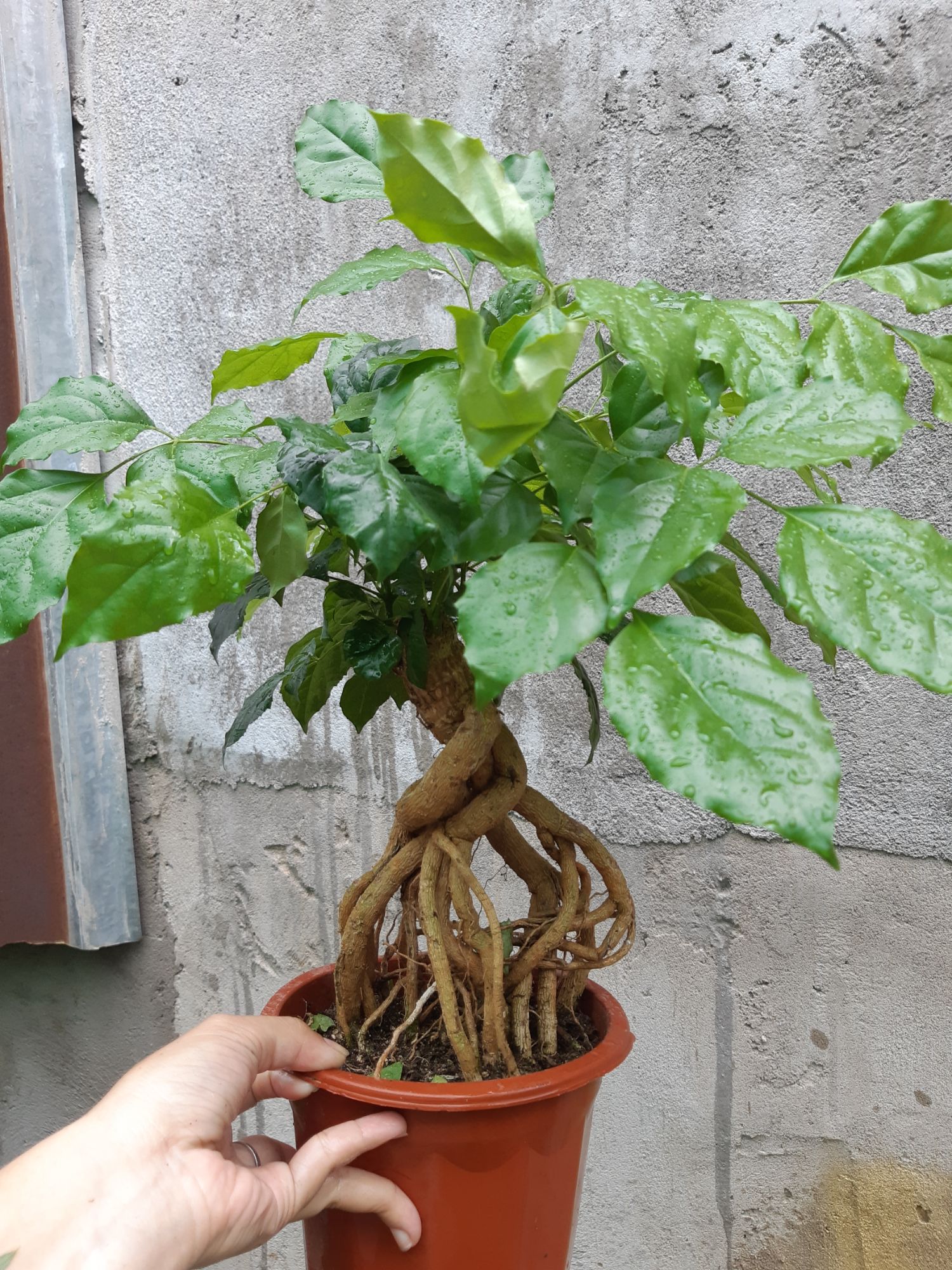 cây hạnh phúc bonsai gốc quái