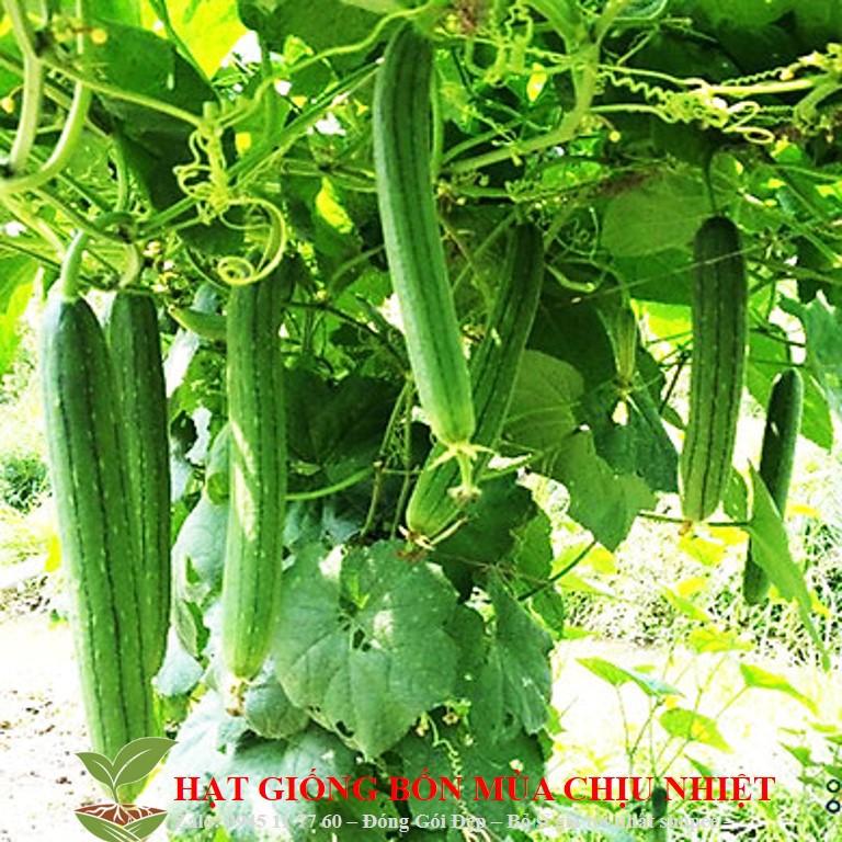 MA34A GÓI 10 HẠT GIỐNG MƯỚP HƯƠNG 10 HẠT