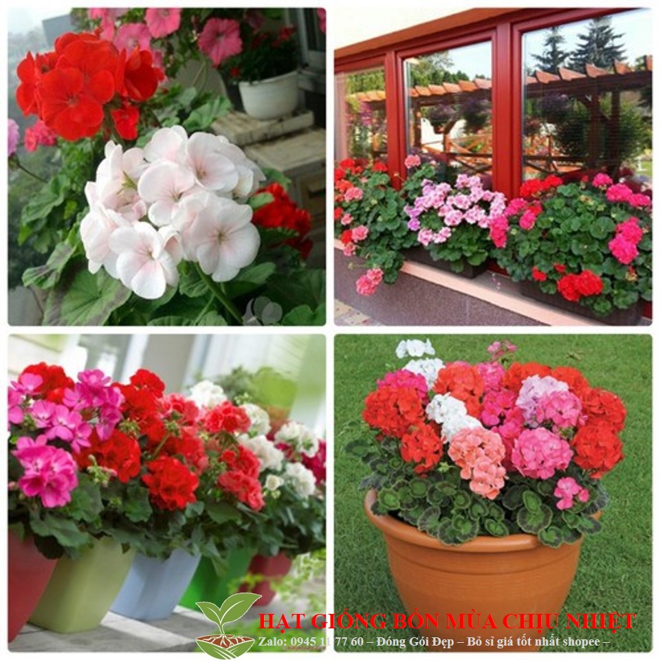 HG36A Hạt Giống Phong lữ thảo Mix 10 màu bốn mùa