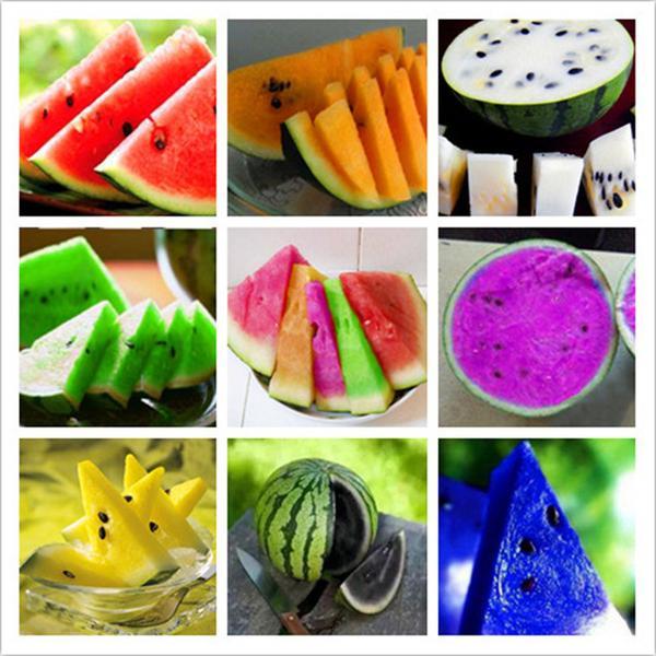 - Colorful Watermelon Fruit Seeds