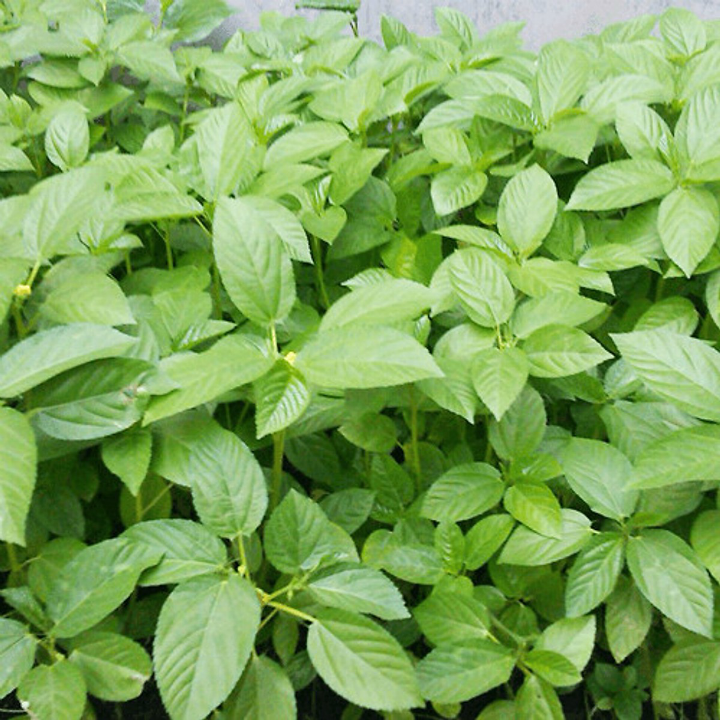 Hạt giống rau đay xanh (trắng) gói 10gr